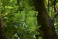 Quercus robur fastigiata close up