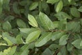 Fresh foliage of Salix caprea shrub