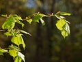 Fresh foliage at spring Royalty Free Stock Photo