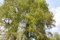 Taxodium distichum tree