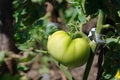 Vegetable in the garden. Fresh food: Unripe tomato