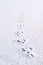 Fresh footprints, footsteps from animal rabbit in white snow field Royalty Free Stock Photo