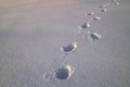 Fresh footprints in snow. Shoe marks on powder in winter. Walking direction Royalty Free Stock Photo