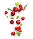 Fresh forest berry cranberry