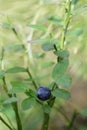 Fresh forest blueberry