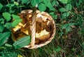 Fresh forest chanterelles in a wicker basket Royalty Free Stock Photo