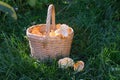 Fresh forest chanterelles in a wicker basket Royalty Free Stock Photo