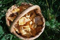 Fresh forest chanterelles in a wicker basket Royalty Free Stock Photo