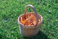 Fresh forest chanterelles in a wicker basket Royalty Free Stock Photo