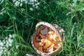 Fresh forest chanterelles in a wicker basket. Royalty Free Stock Photo