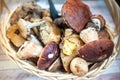Fresh forest mushrooms in the basket, porcini