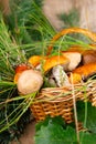 various edible mushrooms in a wicker basket in the grass Royalty Free Stock Photo