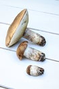 Fresh forest mushrooms on a white background.