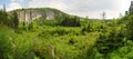 Fresh forest panorama