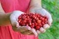 Fresh forest strawberries in the girl hands Royalty Free Stock Photo