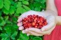 Fresh forest strawberries, hands full