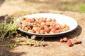 Fresh forest strawberries on a white metal plate. Wooden table in the courtyard of the house. Nearby lies thyme grass Royalty Free Stock Photo