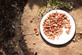 Fresh forest strawberries on a white metal plate. Wooden table in the courtyard of the house. Nearby lies thyme grass. Top view, Royalty Free Stock Photo