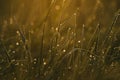 Fresh forest thickets of grass in drops of morning dew sparkling in the sunlight Royalty Free Stock Photo