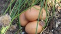 A chicken eggs in the garden Royalty Free Stock Photo