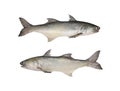 Fresh fourfinger threadfin or Indian salmon fish isolated on white background. Royalty Free Stock Photo