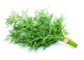 Fresh fragrant bunch of dill isolated Royalty Free Stock Photo