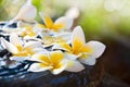 Fresh Frangipani flowers floating on the jar Royalty Free Stock Photo