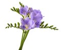 Fresh  freesia flower Royalty Free Stock Photo