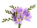 Fresh  freesia flower Royalty Free Stock Photo