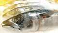 Fresh freeze salmon fish in ice tray, Royalty Free Stock Photo