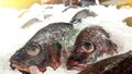 Fresh freeze Tilapia nilotica fish in ice tray,