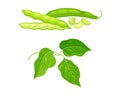 Fresh french beans and green leaves set. Organic green bean pods, peas pods, soybean vector illustration
