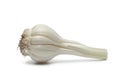 Fresh French garlic