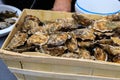 Fresh french Gillardeau oysters molluscs in wooden box ready to eat close up