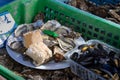 Fresh french Gillardeau oysters molluscs in wooden box ready to eat