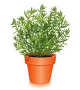 Fresh French Tarragon in a Flower Pot Royalty Free Stock Photo