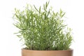 Fresh french tarragon in a flower pot Royalty Free Stock Photo