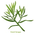 Fresh French Tarragon Herb Royalty Free Stock Photo