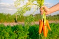 Fresh freshly picked carrots in the hands of a farmer on the field. Harvested organic vegetables. Farming and agriculture. Royalty Free Stock Photo