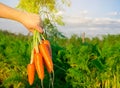 Fresh freshly picked carrots in the hands of a farmer on the field. Harvested organic vegetables. Farming and agriculture. Royalty Free Stock Photo