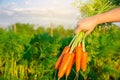 Fresh freshly picked carrots in the hands of a farmer on the field. Harvested organic vegetables. Farming and agriculture. Royalty Free Stock Photo