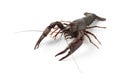 Fresh freshwater crayfish