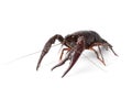 Fresh freshwater crayfish