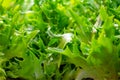 Fresh Frillice Iceberg Lettuce ready for consumption in a Salad Bar Royalty Free Stock Photo