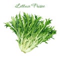 Fresh frisee lettuce isolated on white background. Illustration watercolor