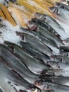 Fresh frozen fish on the market counter. sale of sea fish Royalty Free Stock Photo