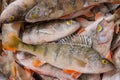 Fresh frozen fish. Perch. Many fish lie in a heap Royalty Free Stock Photo