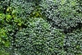 Fresh frozen green broccoli with hoarfrost closeup as background. Royalty Free Stock Photo