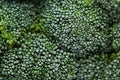 Fresh frozen green broccoli with hoarfrost closeup as background. Royalty Free Stock Photo