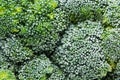 Fresh frozen green broccoli with hoarfrost closeup as background. Royalty Free Stock Photo